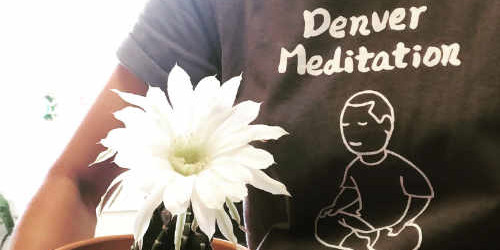denver meditation - night-blooming cereus