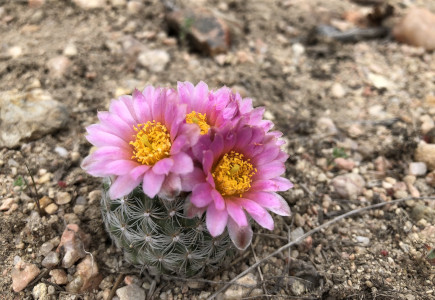 tiny cactus in bloom