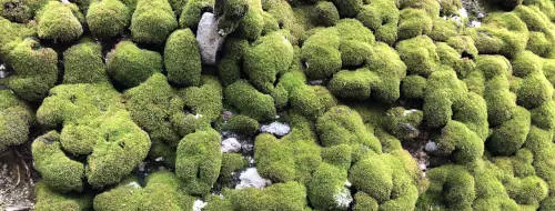moss on rock wall